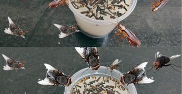 368019725 169025299542660 4235363886243544961 n 526x570 1