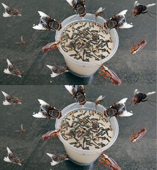 368019725 169025299542660 4235363886243544961 n 526x570 1