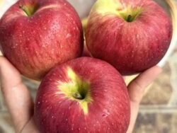 624157381 1219692710088673 356739644554692807 n 250x300