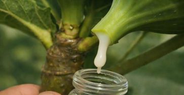 649930522 1381288290708811 382064500206641129 n 1024x1536