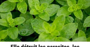 650879715 918261111188811 8447260120965151527 n