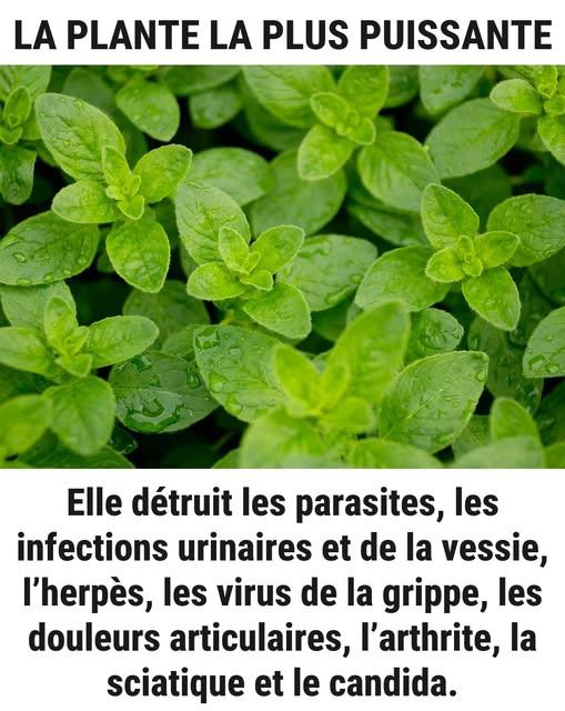 650879715 918261111188811 8447260120965151527 n