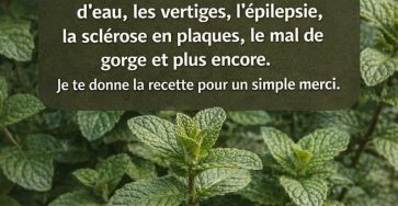 658139268 4332447886899895 2107139913320925267 n