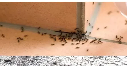 Comment mettre fin aux colonies de fourmis en seulement 3 minutes avec cette astuce 1.jpg