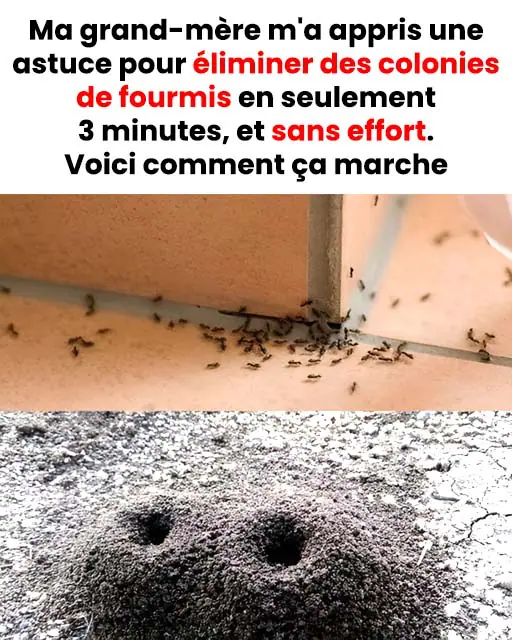 Comment mettre fin aux colonies de fourmis en seulement 3 minutes avec cette astuce 1.jpg