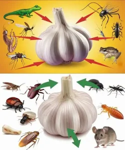 Comment utiliser lail pour eloigner les nuisibles souris mouches cafards poux et lezards 1.jpg