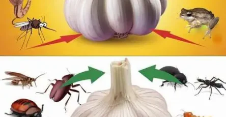 Comment utiliser lail pour eloigner les nuisibles souris mouches cafards poux et lezards 1.jpg