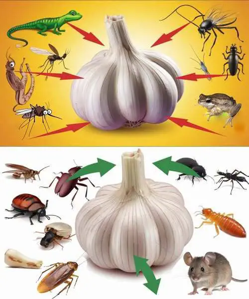 Comment utiliser lail pour eloigner les nuisibles souris mouches cafards poux et lezards 1.jpg