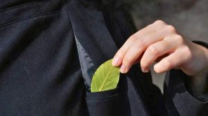 Jai mis une feuille de laurier dans ma poche et je nai plus aucun souci ma grand mere ma appris ce truc