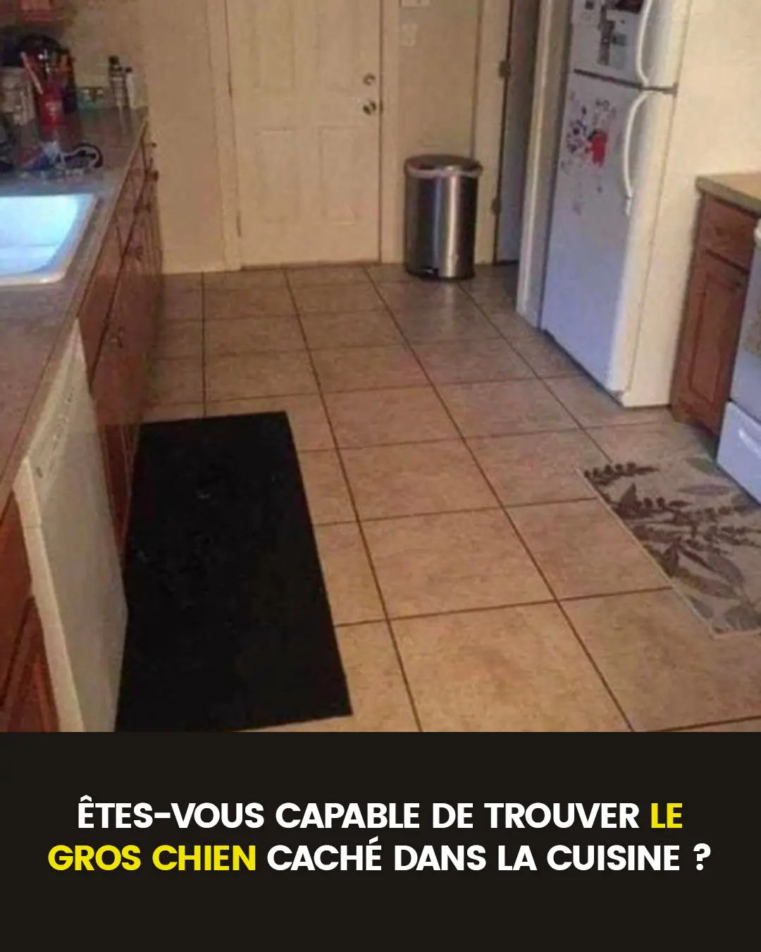 Parvenez vous a reperer le gros chien dissimule dans cette cuisine.jpg