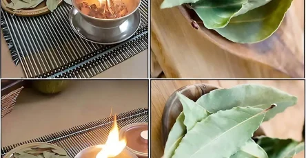 Pourquoi bruler des feuilles de laurier a la maison 1.jpg