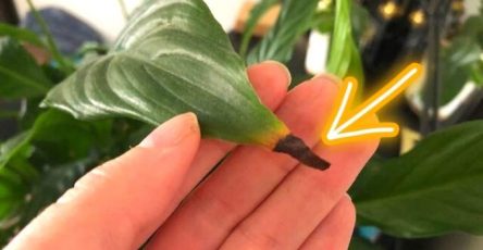 Pourquoi le bout des feuilles de mes plantes sont marron