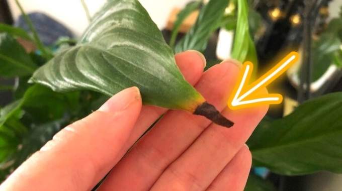 Pourquoi le bout des feuilles de mes plantes sont marron