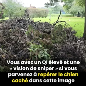 Pouvez vous trouver le chien cache seules les personnes avec une vision de sniper y parviennent 1.jpg