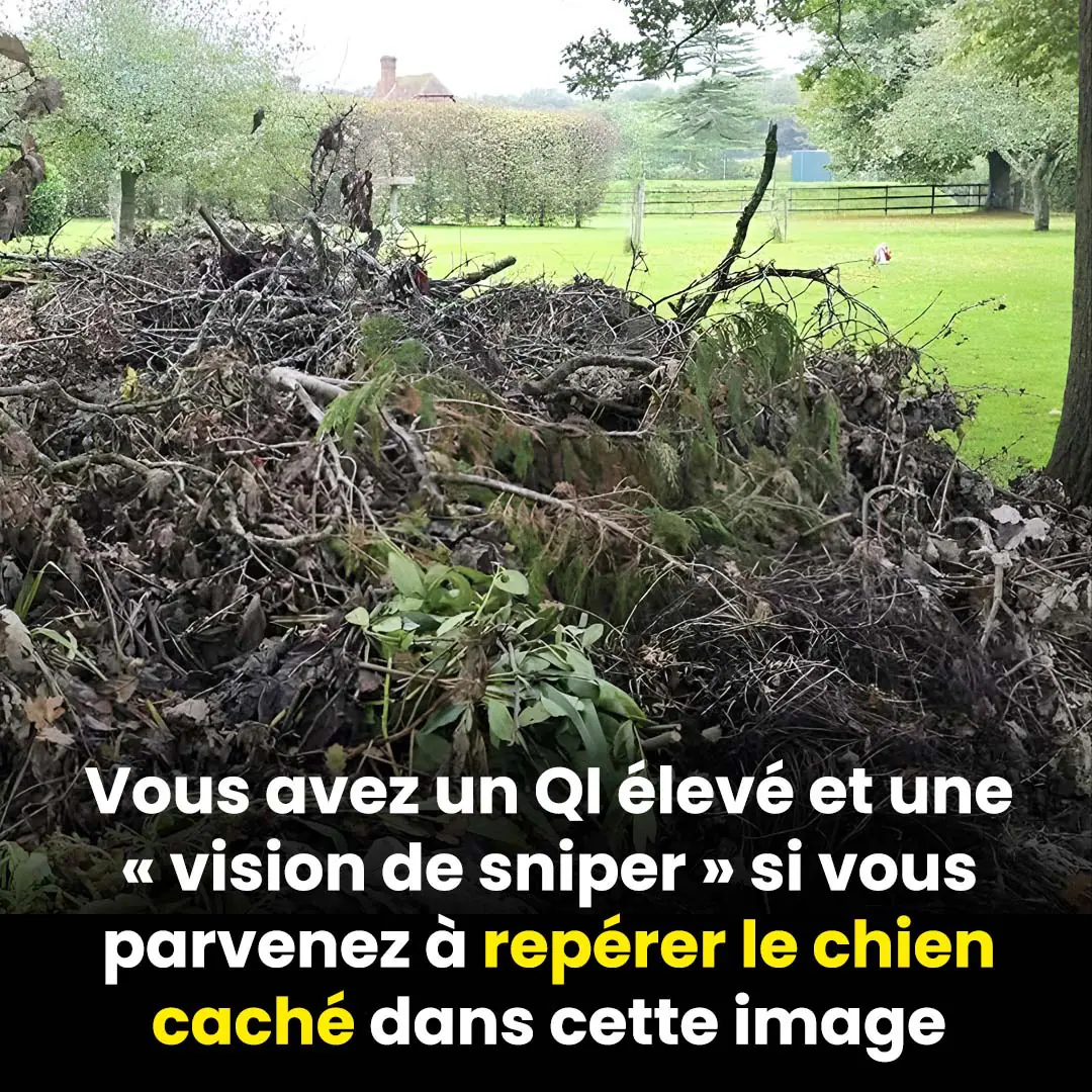 Pouvez vous trouver le chien cache seules les personnes avec une vision de sniper y parviennent 1.jpg