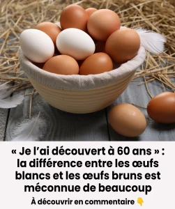 Quelle est la difference entre les oeufs blancs et les oeufs bruns.jpg