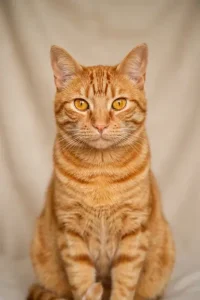 Saviez vous que si vous tombez sur un chat jaune et blanc cest un signe de lunivers.jpg