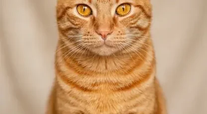 Saviez vous que si vous tombez sur un chat jaune et blanc cest un signe de lunivers.jpg