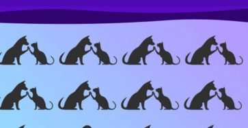 595003650 1280716237426282 6324776607259844560 n