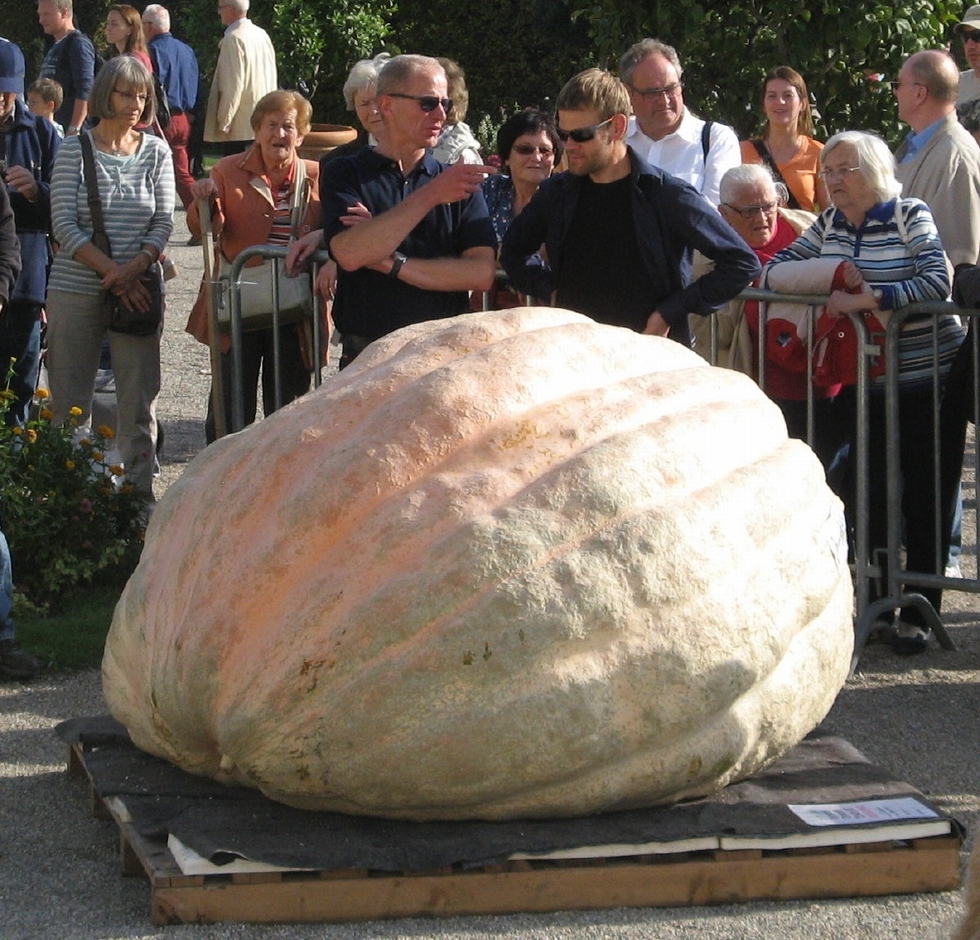 Plus grosse citrouille