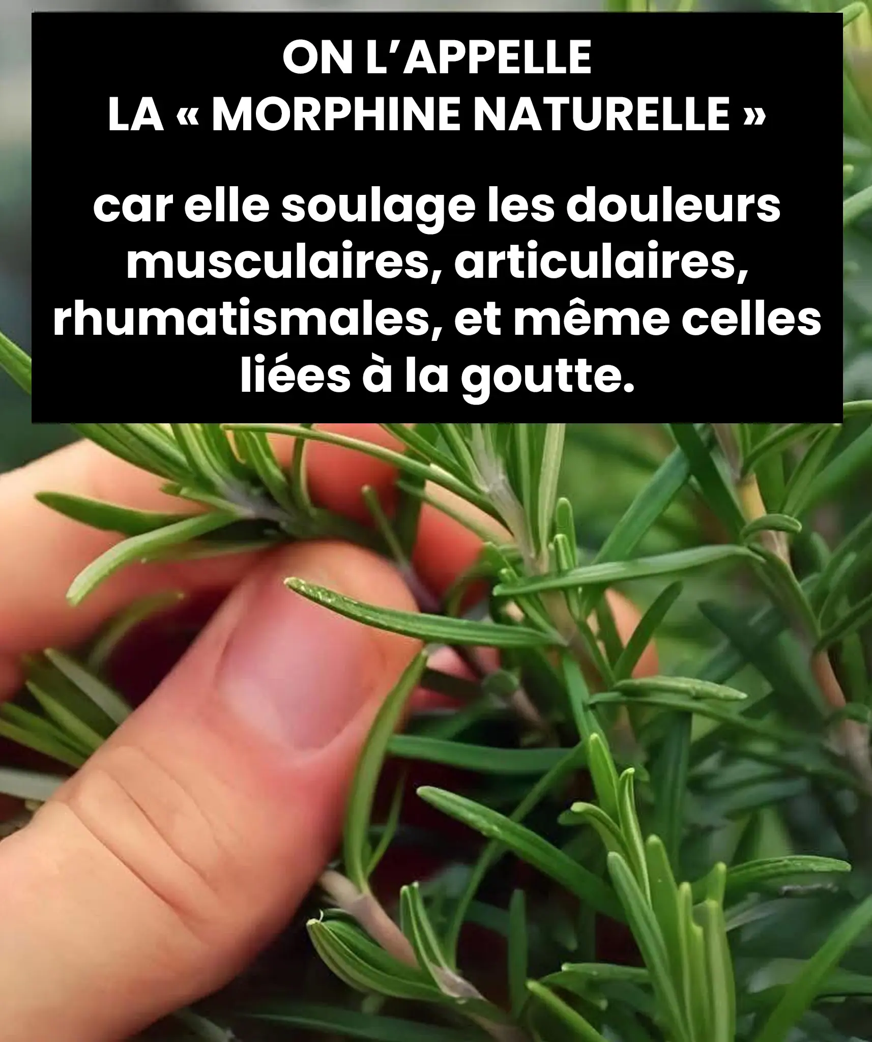 Une infusion qui fait du bien.jpg